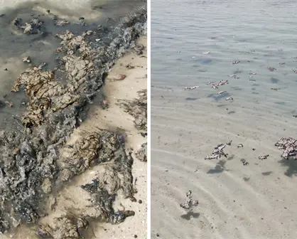 Alertan sobre posible daño ambiental en Playa Pichilingue en La Paz por derrame de residuos