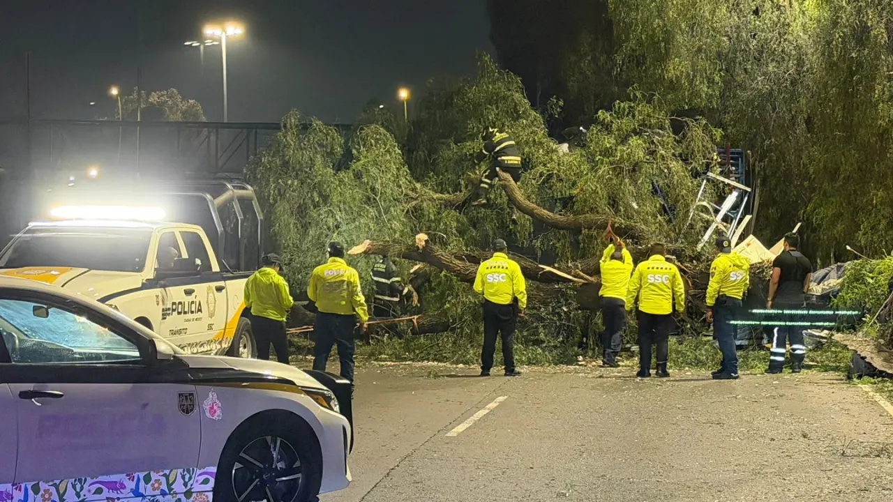 Elementos de la SSC realizando trabajos para retirar árbol caído. Foto: Ramón Ramírez