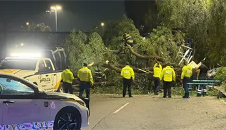 FOTOS | Colapso en Zaragoza: tráiler tira árbol de 20 metros y bloquea toda la vialidad