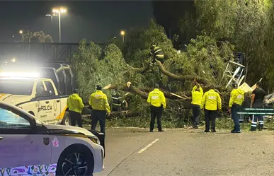 FOTOS | Colapso en Zaragoza: tráiler tira árbol de 20 metros y bloquea toda la vialidad