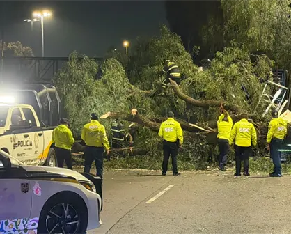 FOTOS | Colapso en Zaragoza: tráiler tira árbol de 20 metros y bloquea toda la vialidad