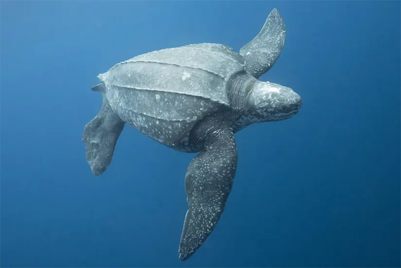 Ejemplar de tortuga laúd. Foto: Aninu.