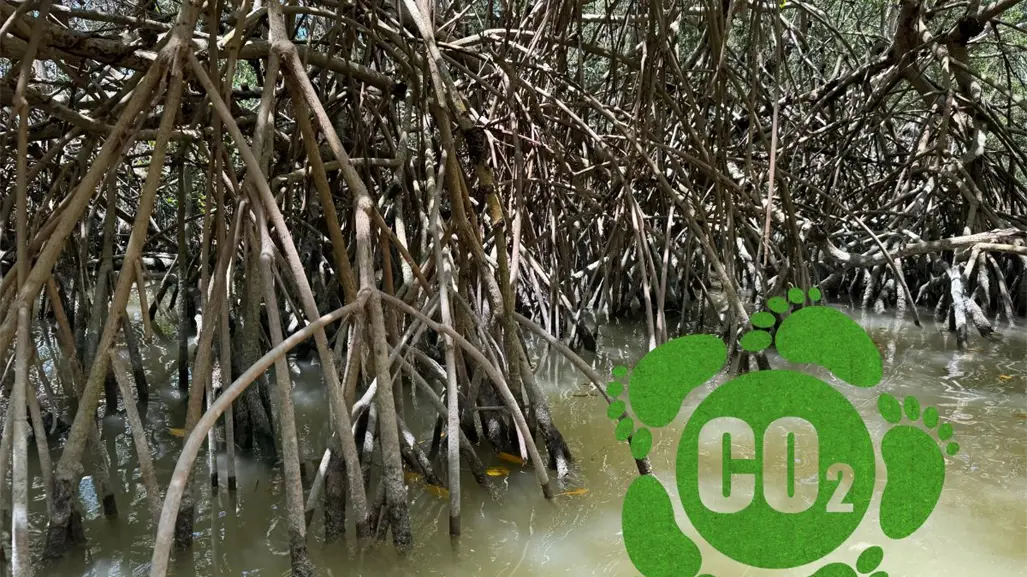 Carbono azul, la apuesta del ejido San Crisanto, Yucatán, para cuidar el planeta y su comunidad