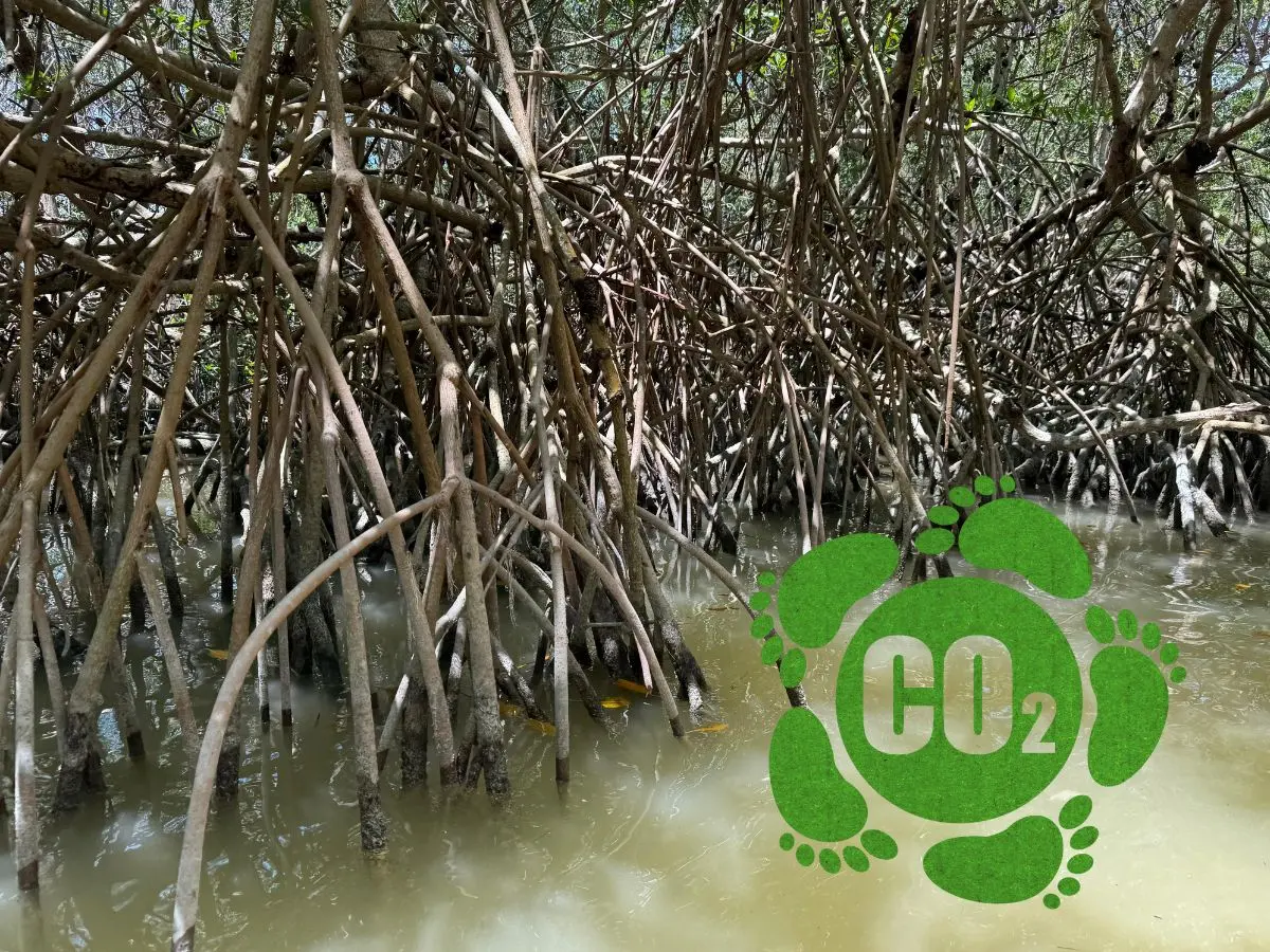 Un proyecto que comenzó con la protección de los manglares de Yucatán, ahora se ha vuelto un modelo de economía sustentable.- Fuente Alejandra Vargas y Canva