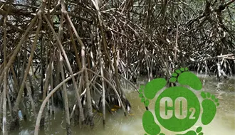 Carbono azul, la apuesta del ejido San Crisanto, Yucatán, para cuidar el planeta y su comunidad