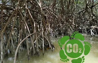 Carbono azul, la apuesta del ejido San Crisanto, Yucatán, para cuidar el planeta y su comunidad