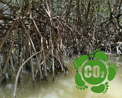 Carbono azul, la apuesta del ejido San Crisanto, Yucatán, para cuidar el planeta y su comunidad