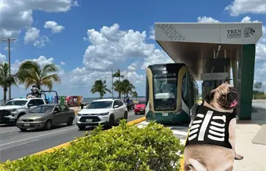 Día de Muertos 2025: El Tren Maya te invita a celebrar con tu perrito; habrá premios
