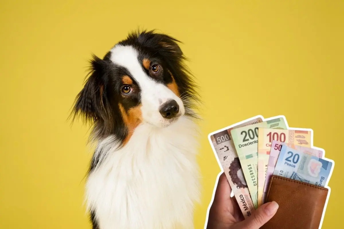 La adopción responsable de mascotas es lo ideal para tener un nuevo integrante en la familia. Foto: Canva / El Contribuyente