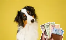 Reglamento de Protección Animal de Guadalupe, esta es la multa por criar mascotas y venderlas