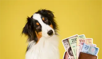 Reglamento de Protección Animal de Guadalupe, esta es la multa por criar mascotas y venderlas