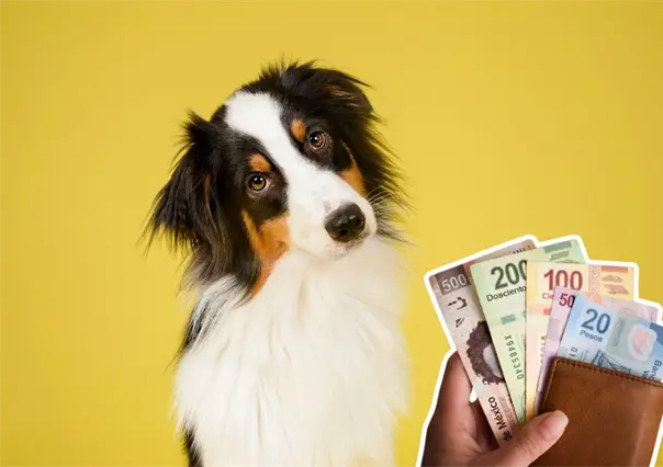 Reglamento de Protección Animal de Guadalupe, esta es la multa por criar mascotas y venderlas