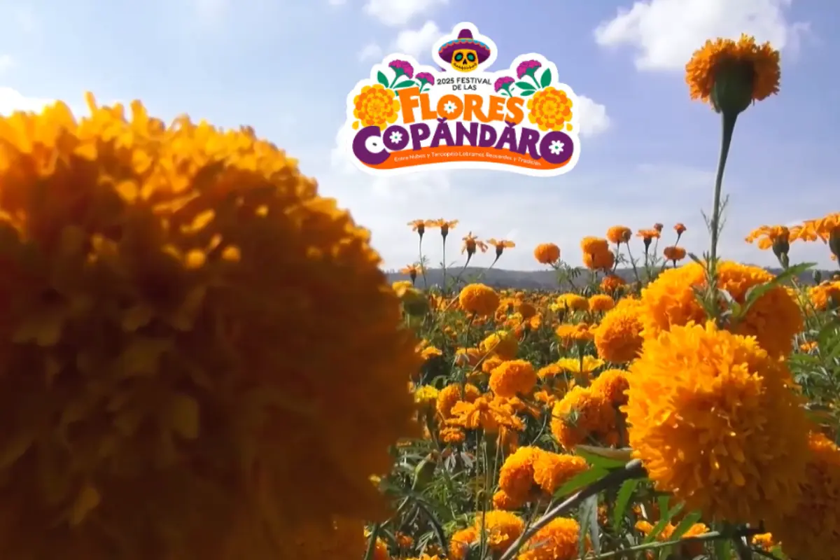 Festival de las Flores Copándaro: Tradición y manojos de flores desde $60 para el Día de Muertos. Foto: Captura de pantalla YT Canal 13 Michoacán | Gobierno de Copándaro | Canva