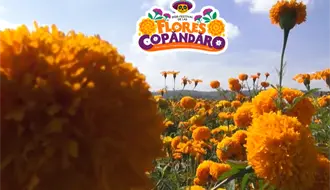 Festival de las Flores Copándaro: Tradición y manojos de flores desde $60 para el Día de Muertos