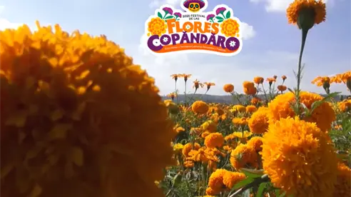Festival de las Flores Copándaro: Tradición y manojos de flores desde $60 para el Día de Muertos Festival de las Flores Copándaro: Tradición y manojos de flores desde $60 para el Día de Muertos