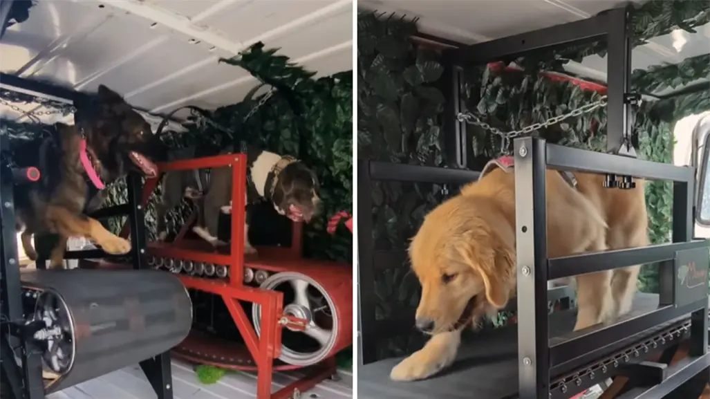 ¿Sabías que en Tijuana hay un gimnasio móvil para perros? Mira cómo funciona