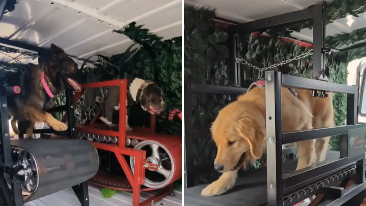 Foto: HappyDog Gym