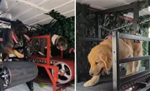 ¿Sabías que en Tijuana hay un gimnasio móvil para perros? Mira cómo funciona