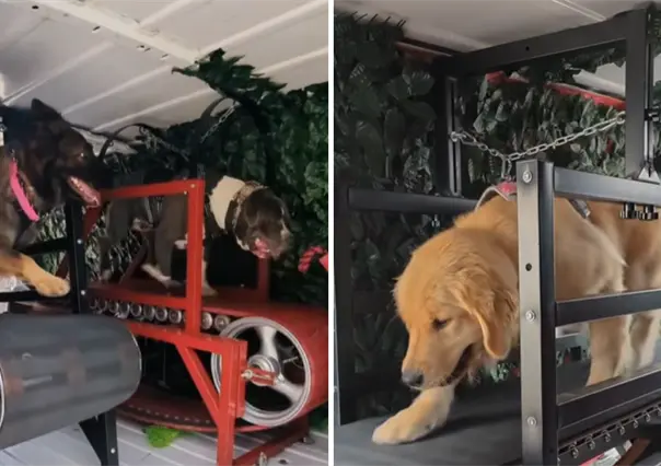 ¿Sabías que en Tijuana hay un gimnasio móvil para perros? Mira cómo funciona