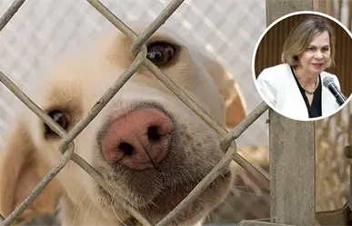 Municipios de Coahuila ignoran cumplimiento de la Ley de Protección Animal: Secretaría de Medio Ambiente