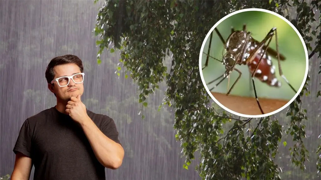 Nuevo "supermosquito" detectado en Yucatán puede transmitir dengue, chikungunya, Zika y fiebre amarilla, ¿cuál es su origen?