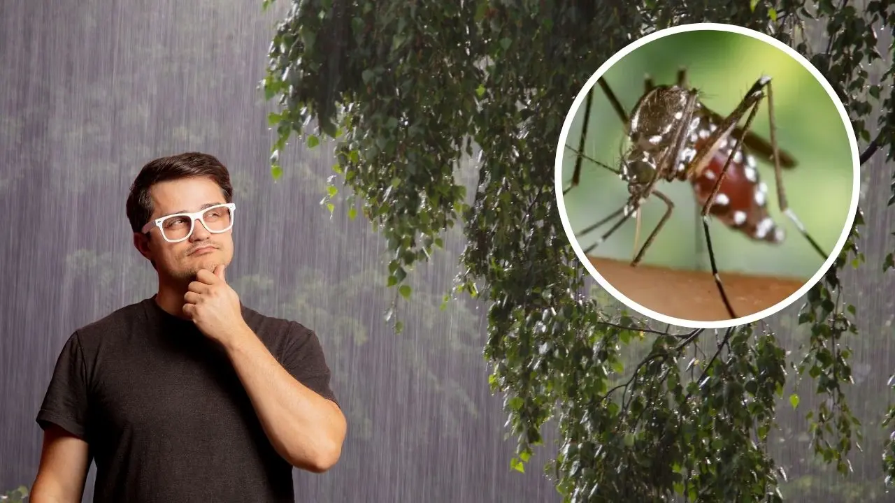¿Dónde se encontró el Aedes vittatus en Yucatán? Foto: Canva