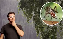 Nuevo “supermosquito” detectado en Yucatán puede transmitir dengue, chikungunya, Zika y fiebre amarilla, ¿cuál es su origen?