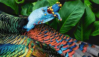 El pavo ocelado, el tesoro iridiscente en peligro: así vive una de las aves más bellas de Yucatán