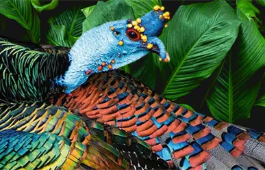 El pavo ocelado, el tesoro iridiscente en peligro: así vive una de las aves más bellas de Yucatán