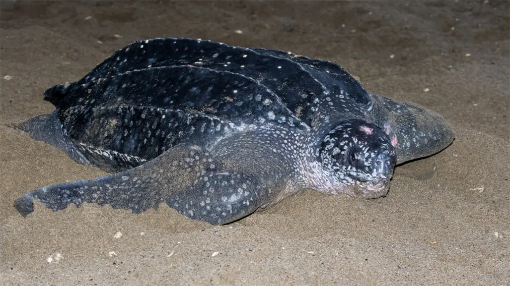 Baja California Sur es hábitat clave para la tortuga laúd en peligro crítico de extinción