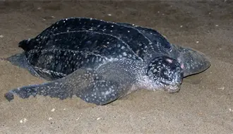 Baja California Sur es hábitat clave para la tortuga laúd en peligro crítico de extinción