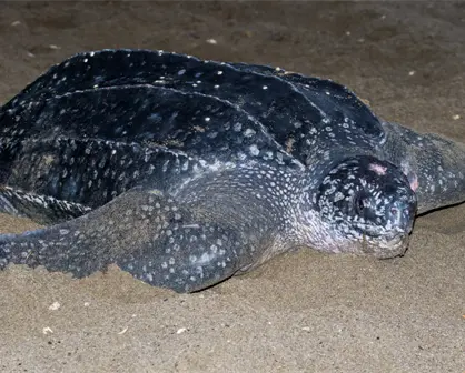 Baja California Sur es hábitat clave para la tortuga laúd en peligro crítico de extinción