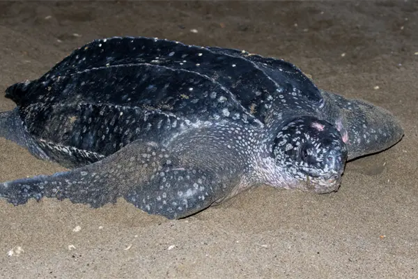 Baja California Sur es hábitat clave para la tortuga laúd en peligro crítico de extinción