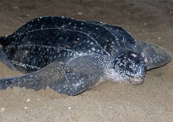 Baja California Sur es hábitat clave para la tortuga laúd en peligro crítico de extinción