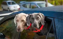 Reglamento de Protección Animal de Guadalupe, esta es la multa por llevar mascotas en el coche Reglamento de Protección Animal de Guadalupe, esta es la multa por llevar mascotas en el coche