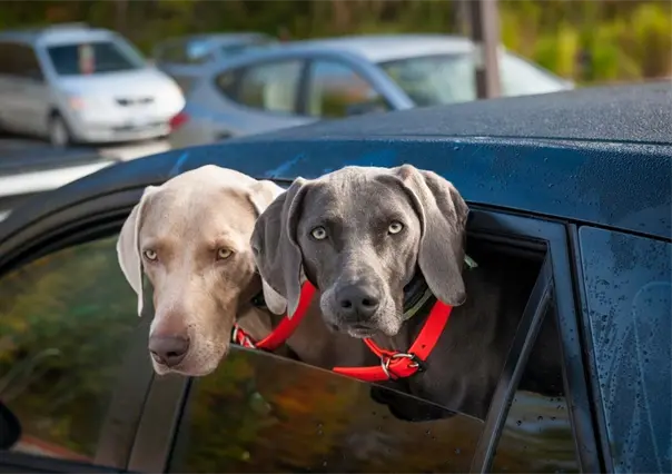 Reglamento de Protección Animal de Guadalupe, esta es la multa por llevar mascotas en el coche