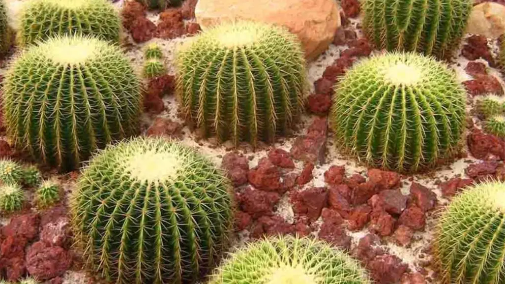 Cactáceas en peligro: Tamaulipas refuerza su estrategia de conservación natural