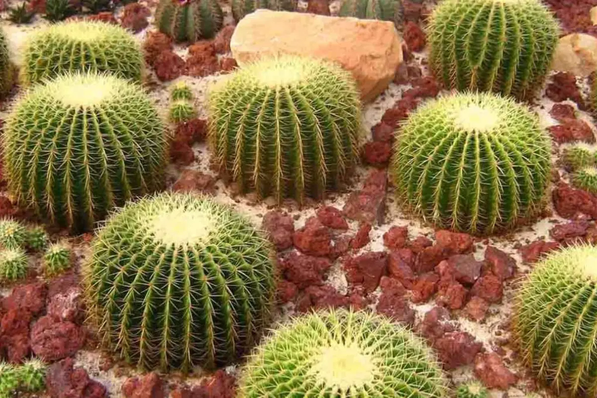 Con la participación de escuelas, comunidad y autoridades, el estado apuesta por asegurar su biodiversidad y patrimonio natural. Foto: SEDUMA