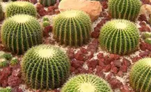 Cactáceas en peligro: Tamaulipas refuerza su estrategia de conservación natural Cactáceas en peligro: Tamaulipas refuerza su estrategia de conservación natural
