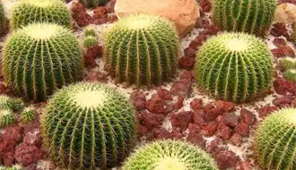 Cactáceas en peligro: Tamaulipas refuerza su estrategia de conservación natural