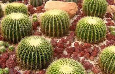 Cactáceas en peligro: Tamaulipas refuerza su estrategia de conservación natural