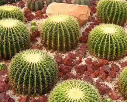 Cactáceas en peligro: Tamaulipas refuerza su estrategia de conservación natural