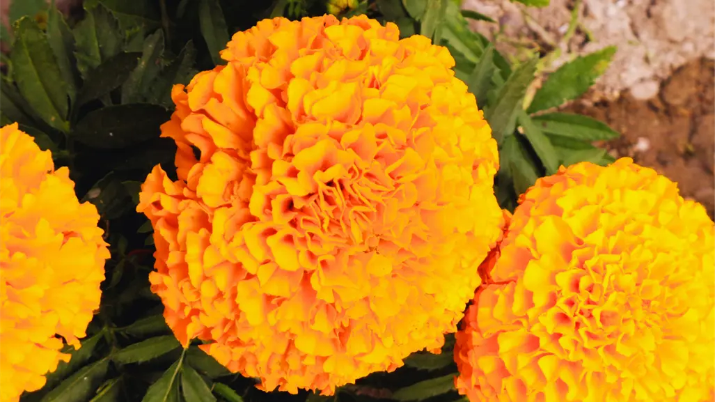 ¿En cuánto se cotiza la flor de cempasúchil en Mérida previo al Janal Pixán?