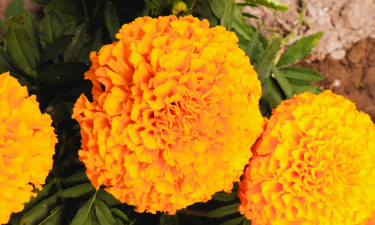 El Día de Muertos y el Janal Pixán trae consigo un aumento notable en la demanda de la flor de cempasúchil Foto: Canva