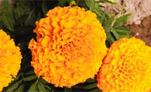 ¿En cuánto se cotiza la flor de cempasúchil en Mérida previo al Janal Pixán? ¿En cuánto se cotiza la flor de cempasúchil en Mérida previo al Janal Pixán?
