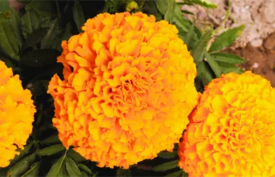 ¿En cuánto se cotiza la flor de cempasúchil en Mérida previo al Janal Pixán?