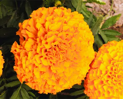 ¿En cuánto se cotiza la flor de cempasúchil en Mérida previo al Janal Pixán?