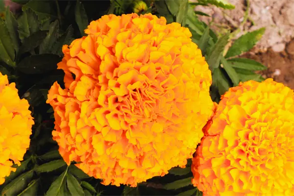¿En cuánto se cotiza la flor de cempasúchil en Mérida previo al Janal Pixán? ¿En cuánto se cotiza la flor de cempasúchil en Mérida previo al Janal Pixán?