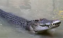 Reubican a cocodrilos en Río Lagartos ante el aumento de avistamientos en zonas urbanas