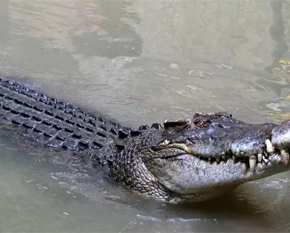 Reubican a cocodrilos en Río Lagartos ante el aumento de avistamientos en zonas urbanas